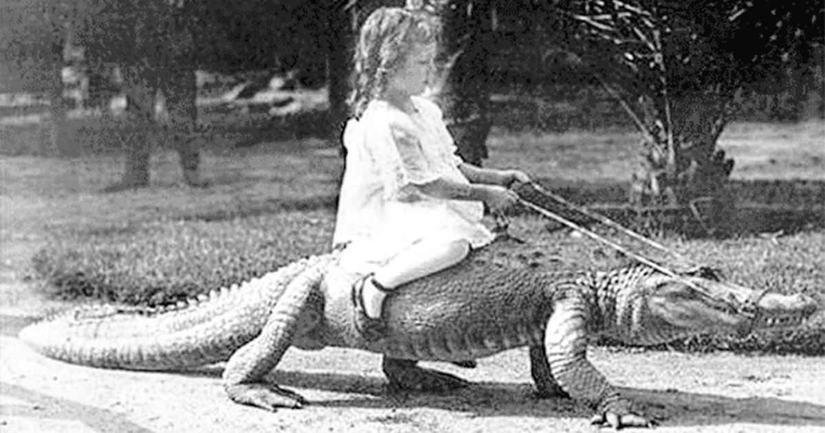 15 Animais de estimação estranhos