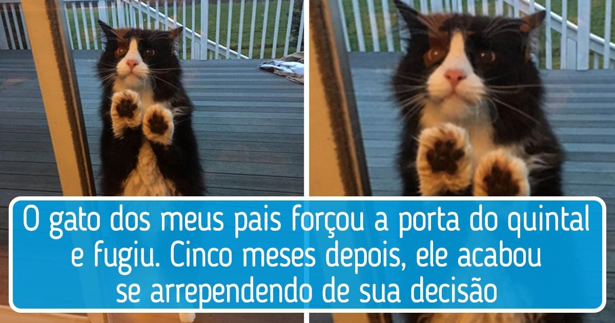 20 Vezes em que os animais mostraram que precisam de nós mais do que imaginamos