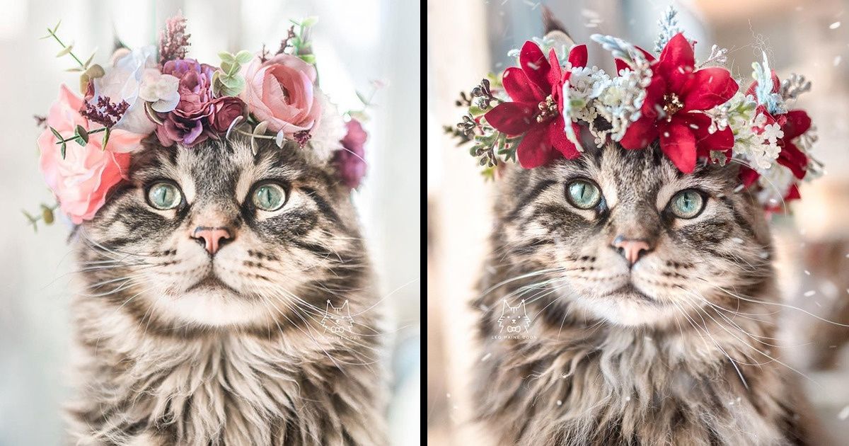Artista americana faz grinaldas de flores para animais de estimação, realçando seu charme natural Artista americana faz grinaldas de flores para animais de estimação, realçando seu charme natural
