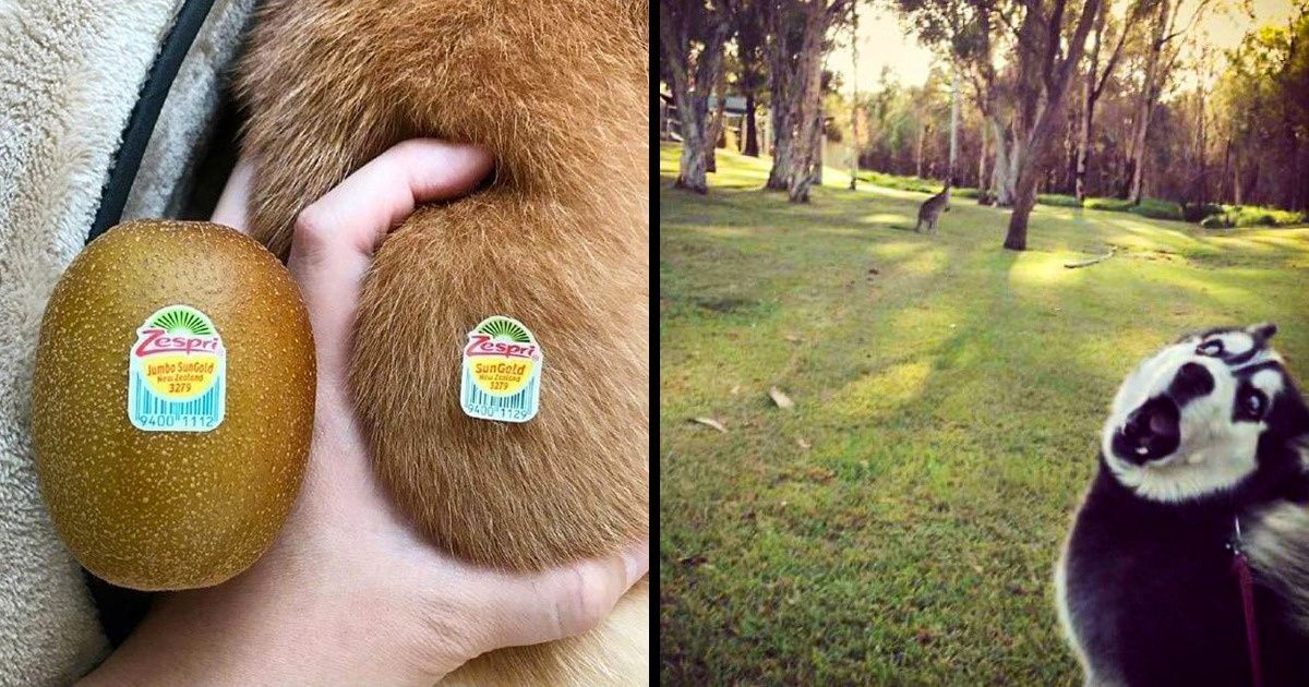 25 Imagens para pessoas que adoram animais divertidos