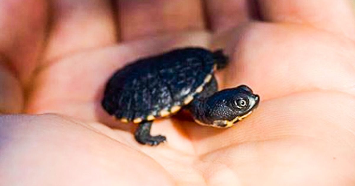 Espécie de tartaruga é salva da extinção em templo indiano e volta à natureza 17 anos depois de ter sido declarada extinta Espécie de tartaruga é salva da extinção em templo indiano e volta à natureza 17 anos depois de ter sido declarada extinta