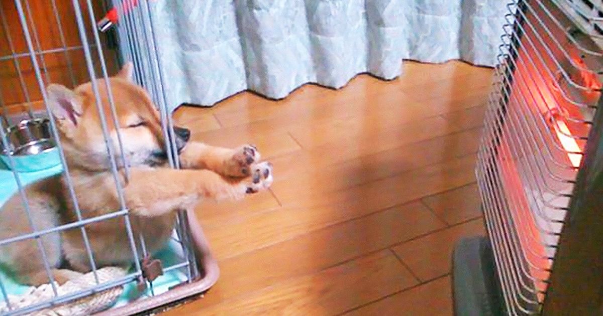 20 Razões para se apaixonar pelos cães shiba inu definitivamente