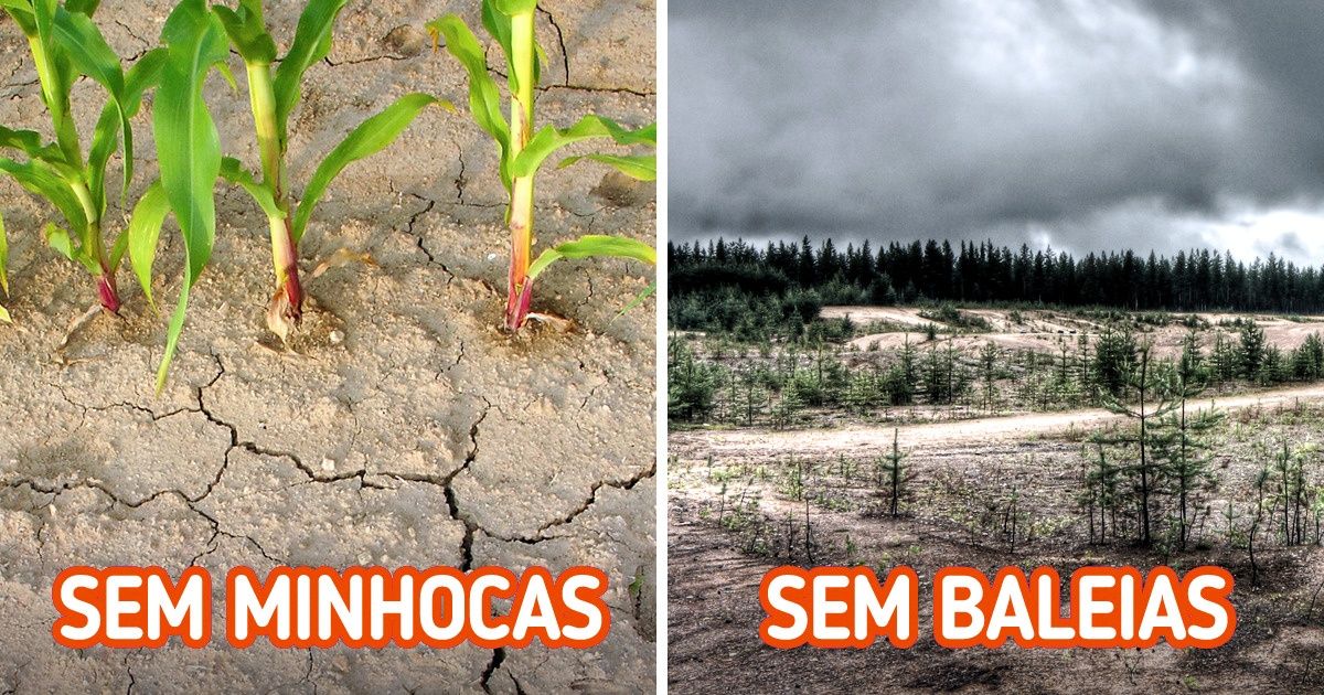 O que poderia acontecer caso algumas espécies sumissem do Planeta (nova seleção) O que poderia acontecer caso algumas espécies sumissem do Planeta (nova seleção)