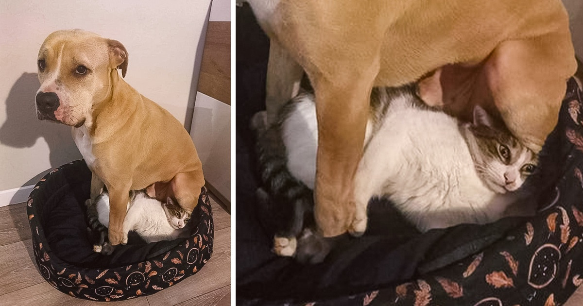 20+ Fotos bem mais engraçadas do que muita piada por aí