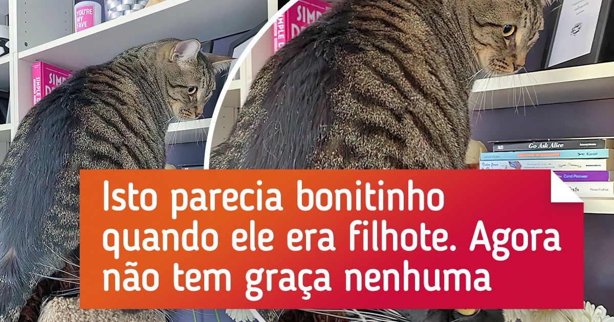 17 Pessoas que adotaram mais de um gato e agora tentam lidar com as consequências 17 Pessoas que adotaram mais de um gato e agora tentam lidar com as consequências