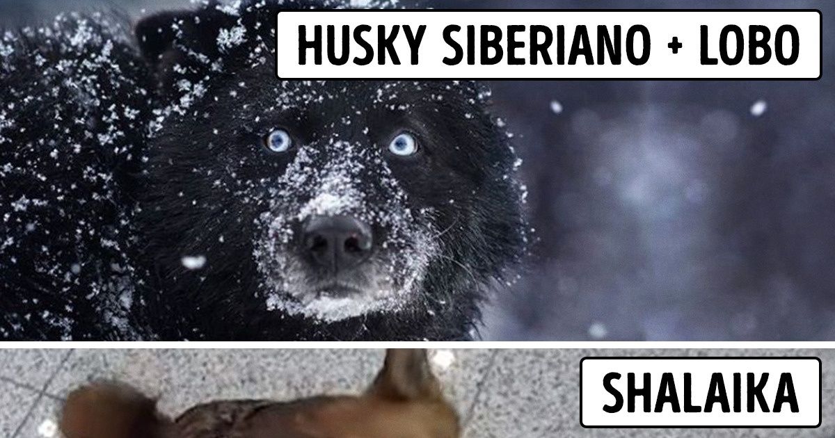 10 Raças de animais que surgiram devido a mudanças genéticas e experimentos científicos 10 Raças de animais que surgiram devido a mudanças genéticas e experimentos científicos