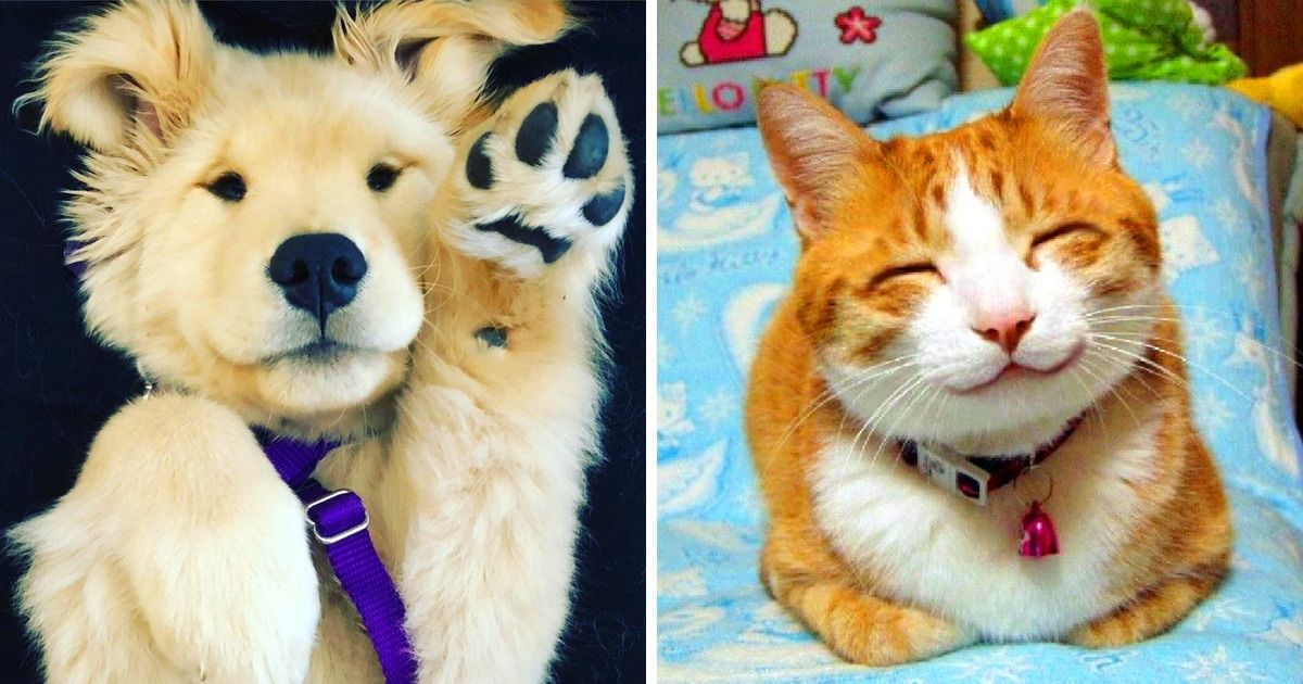 22 Fotos de animais fofos que deixam qualquer dia melhor