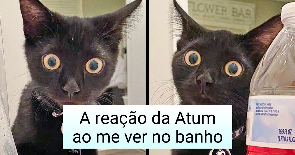 20 Reações de gatos diante de algo totalmente “novo” para eles 20 Reações de gatos diante de algo totalmente “novo” para eles