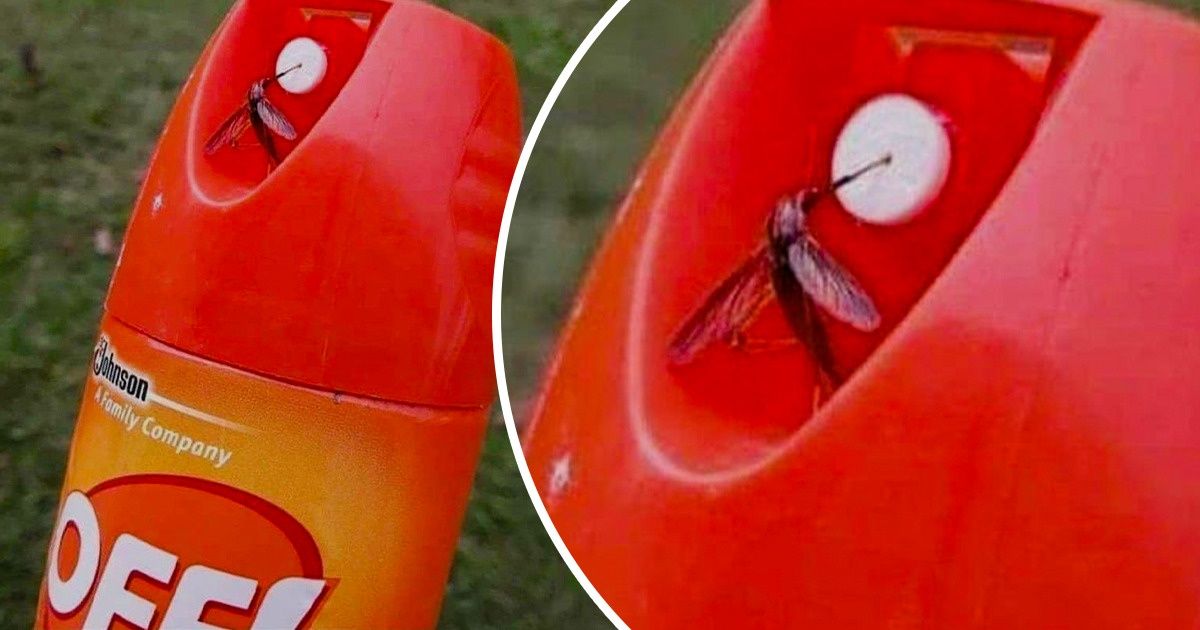 19 Ironias que podem ser capazes de nos fazer lembrar de como é bom se divertir nas situações adversas