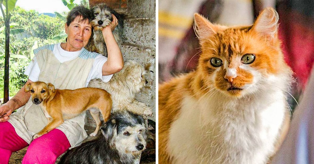 Mulher colombiana cuida de mais de 400 animais abandonados em santuário conhecido como “Arca de Noé” Mulher colombiana cuida de mais de 400 animais abandonados em santuário conhecido como “Arca de Noé”