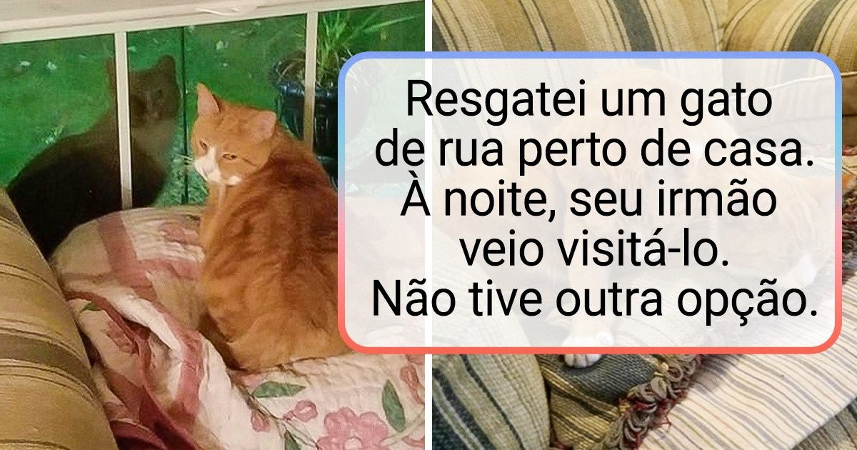 20 Pets mostram que a vida não seria a mesma sem a companhia de seus melhores amigos