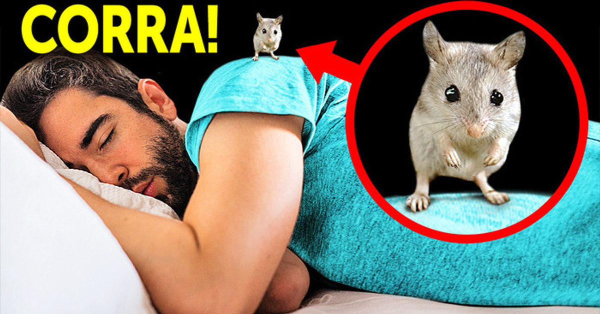 Este não é um rato fofinho, e você deve correr se ele estiver perto Este não é um rato fofinho, e você deve correr se ele estiver perto