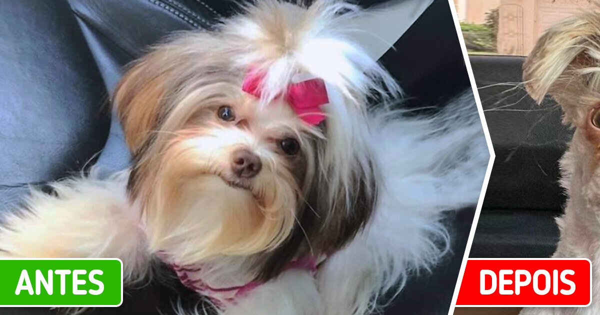 Cachorrinha virou meme após voltar da tosa parecendo o Sid da Era do Gelo