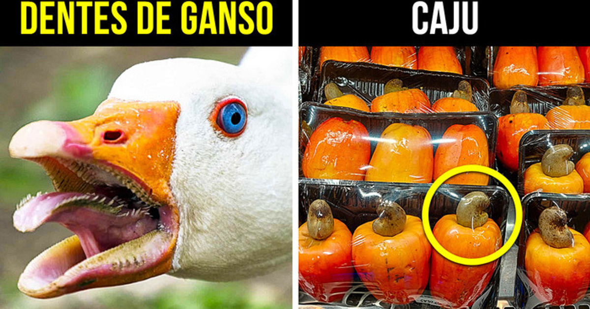 Gemas Ocultas: 9 Objetos Comuns Reimaginados Através de Uma Nova Perspectiva Gemas Ocultas: 9 Objetos Comuns Reimaginados Através de Uma Nova Perspectiva