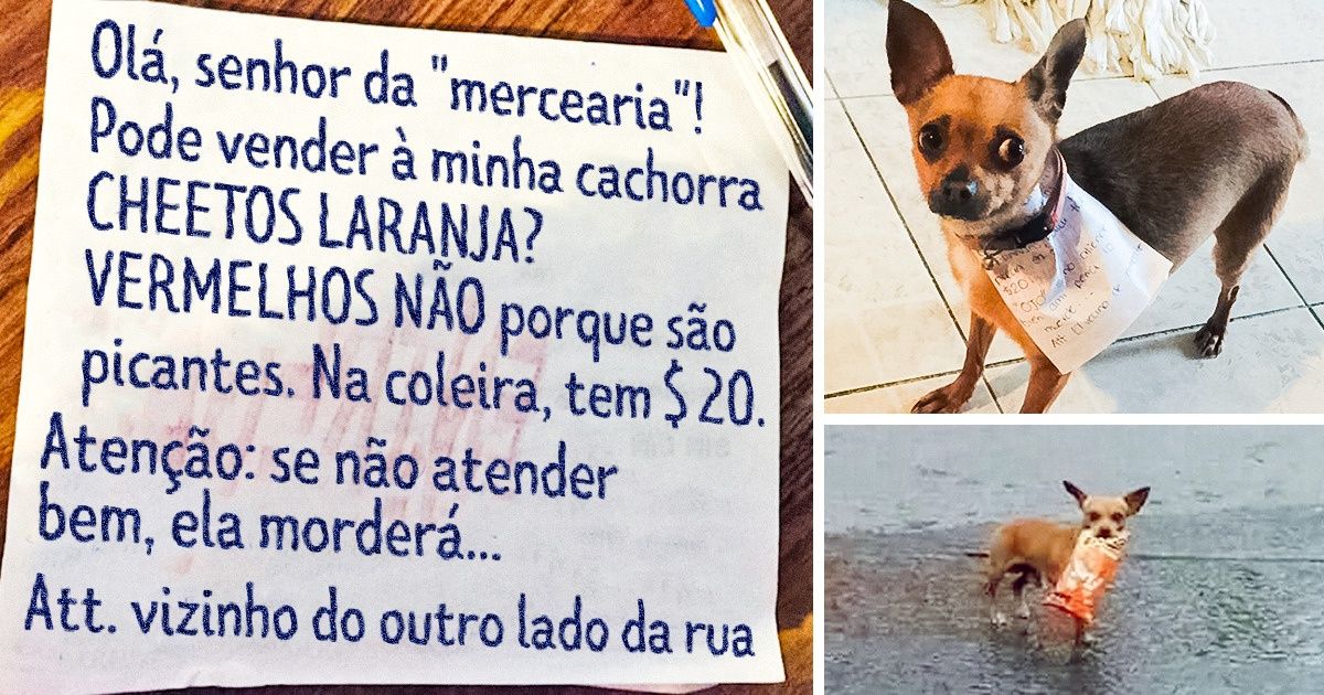20+ Cachorros fazendo coisas pouco caninas (algumas vezes até melhor do que os humanos) 20+ Cachorros fazendo coisas pouco caninas (algumas vezes até melhor do que os humanos)