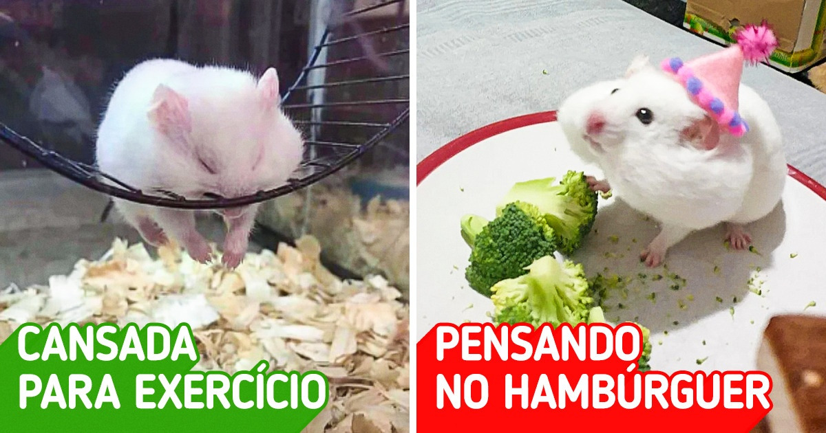 20 Hamsters que conseguem definir perfeitamente a correria da vida adulta