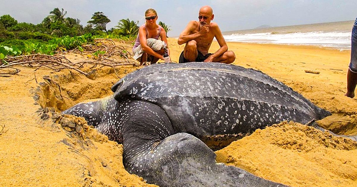 20 Animais incríveis cujo tamanho está além da nossa compreensão