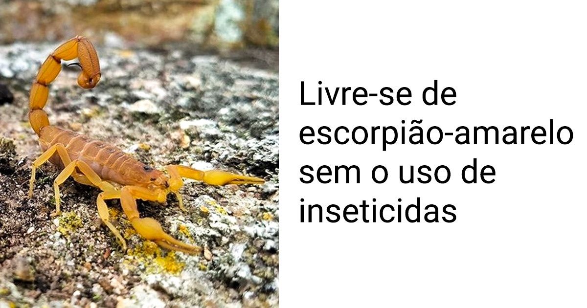 10 Animais minúsculos que vivem no Brasil e são super perigosos
