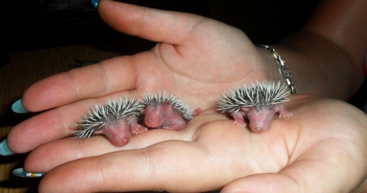 13 animais que nunca vimos como recém-nascidos