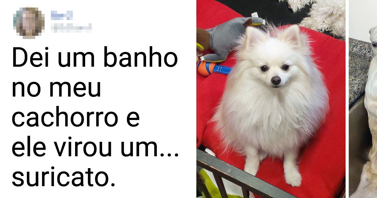 18 Provas de que os animais ficam ainda mais fofos quando estão molhados (e alguns se tornam hilários)