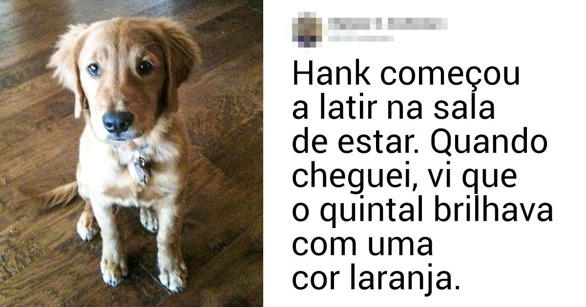 Post no Twitter reúne histórias de cachorros que salvaram seus donos e merecem todo nosso reconhecimento