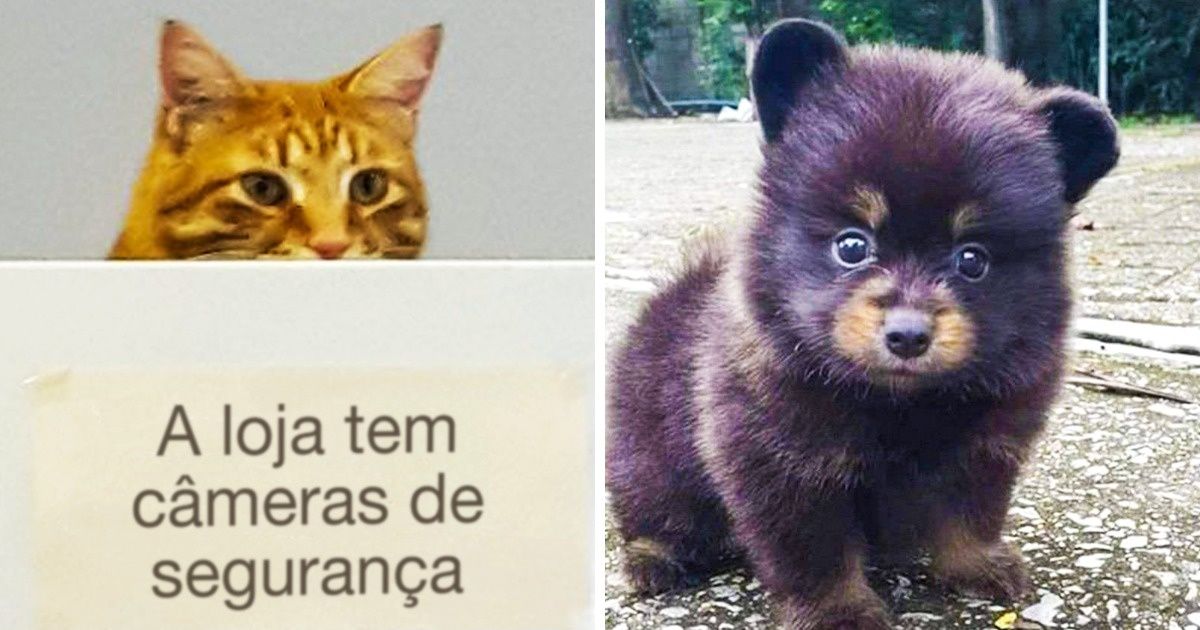 15 Animais que não são bem o que parecem ser