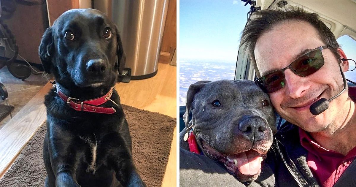 Aviador salva a vida de mais de 1000 cães que estavam prestes a serem sacrificados