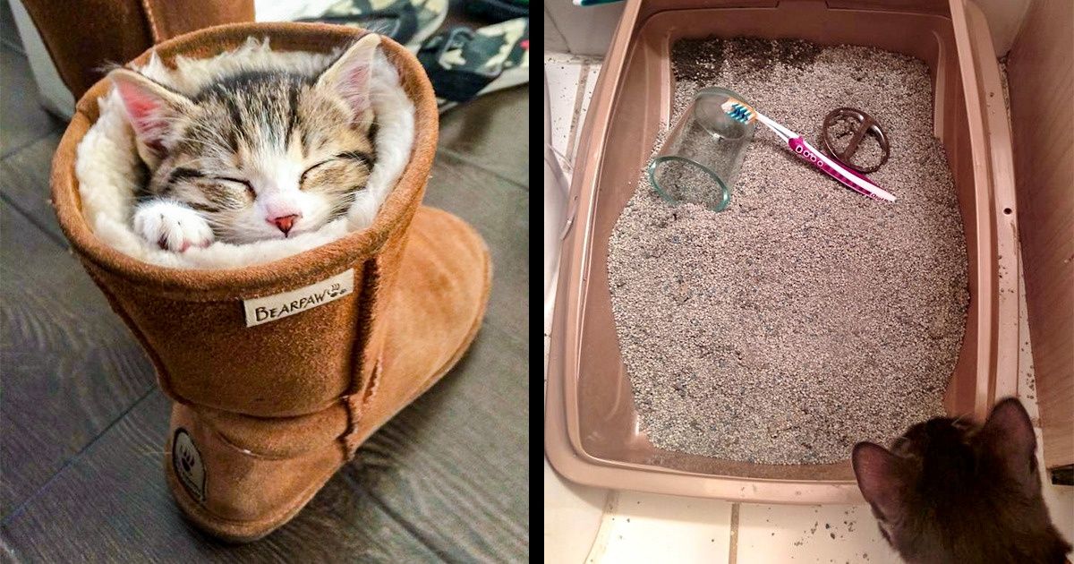 20 Gatos excêntricos que sabem muito bem como curtir a vida 20 Gatos excêntricos que sabem muito bem como curtir a vida