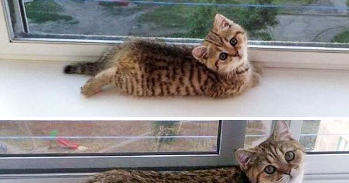 20+ Animais de estimação que cresceram, mas não mudaram velhos hábitos 20+ Animais de estimação que cresceram, mas não mudaram velhos hábitos