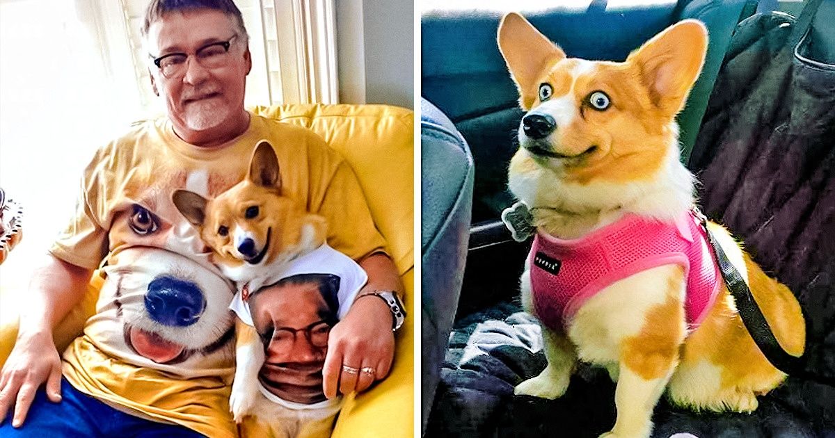 Corgi: a raça de cachorro que faz todo mundo rir