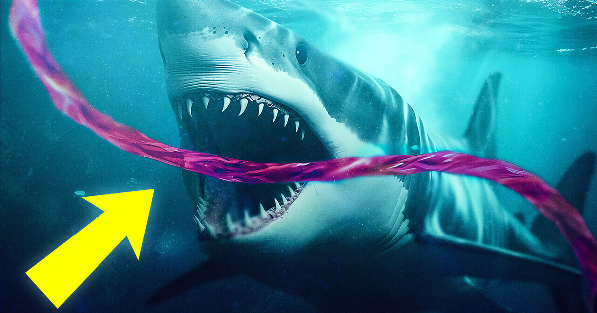 Por que os tubarões atacam os cabos de internet submarinos