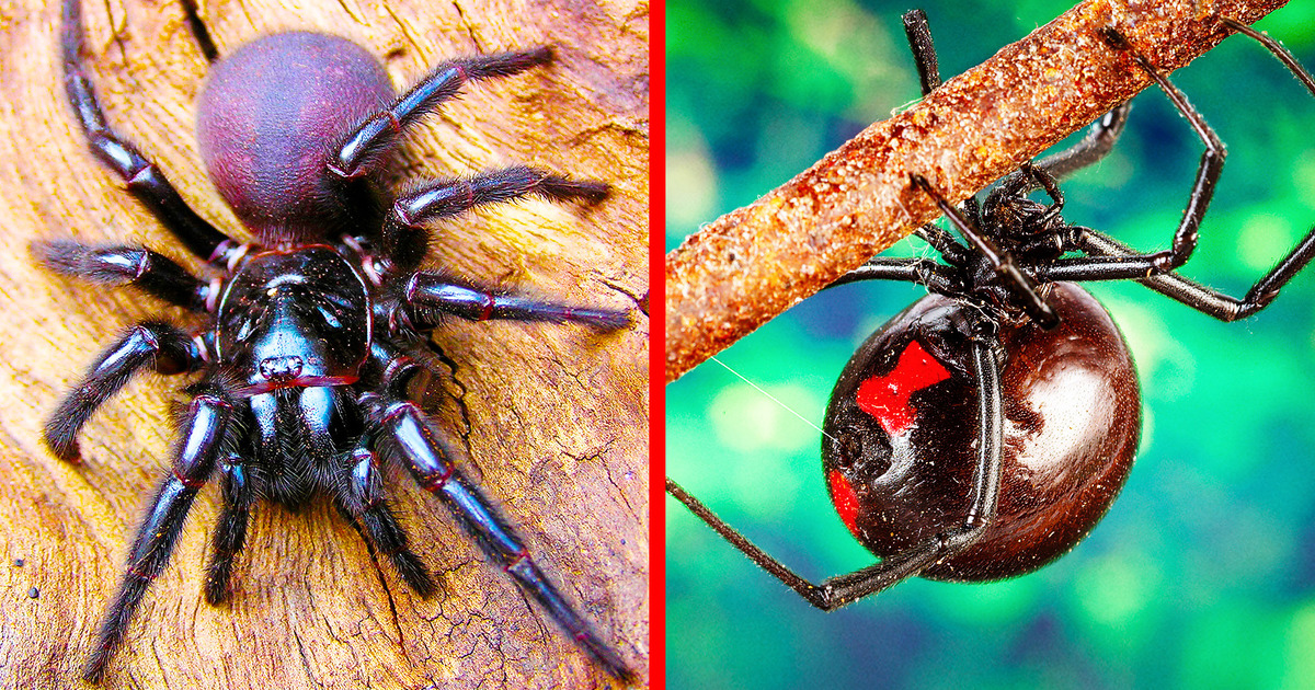 As 9 aranhas mais cruéis do mundo