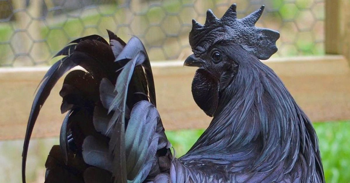 20 Animais raros que só sortudos conseguem ver pessoalmente