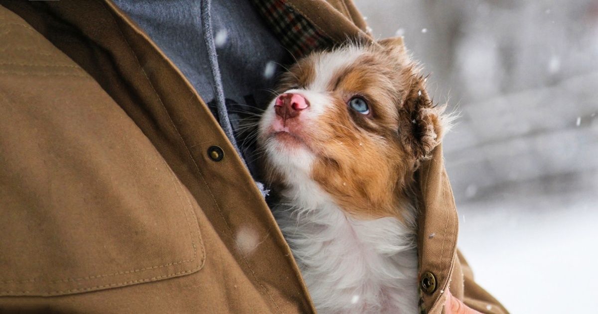 Meu Deus, me ajude a ser a pessoa que meu cachorro pensa que eu sou