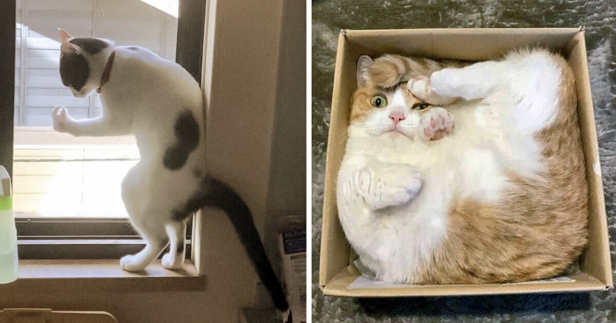 16 Momentos hilários que nos fazem questionar o que há de errado com nossos gatos