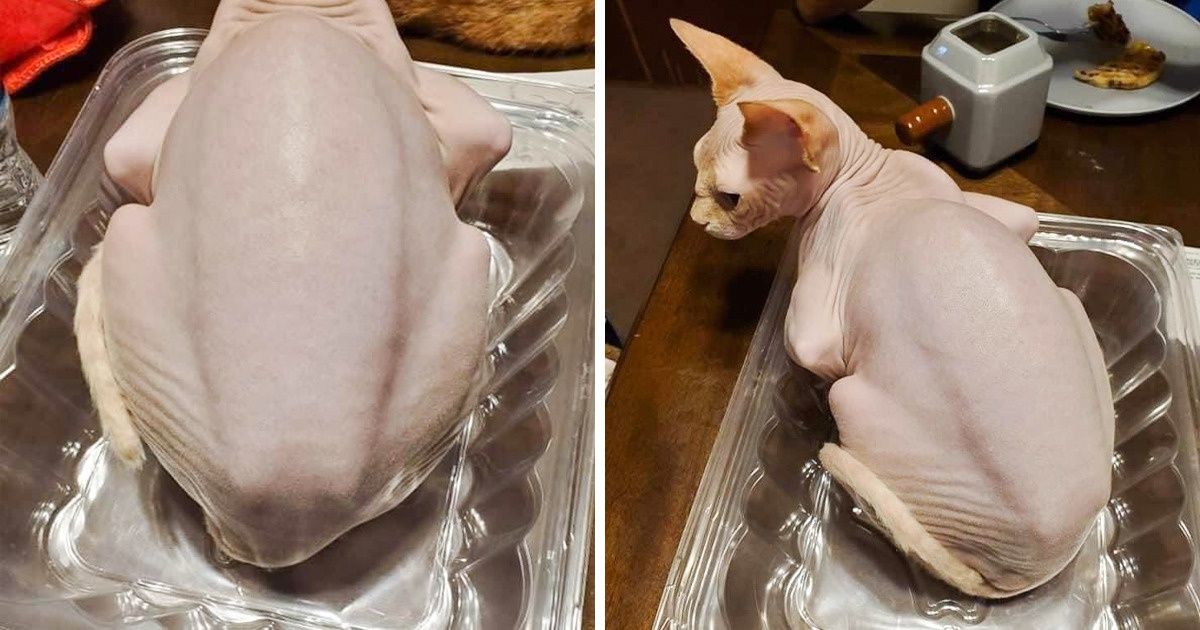 15+ Coisas que se camuflaram tão bem que confudem até as mentes mais alertas