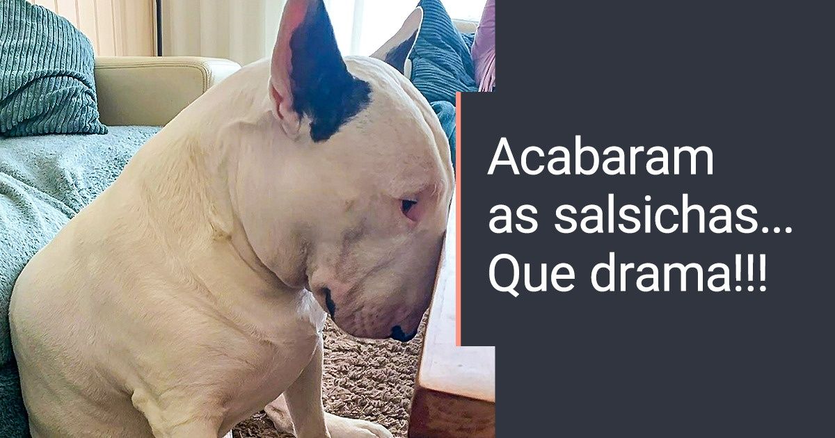 28 Fotos que comprovam que a raça bull terrier não é o que as pessoas costumam pensar 28 Fotos que comprovam que a raça bull terrier não é o que as pessoas costumam pensar