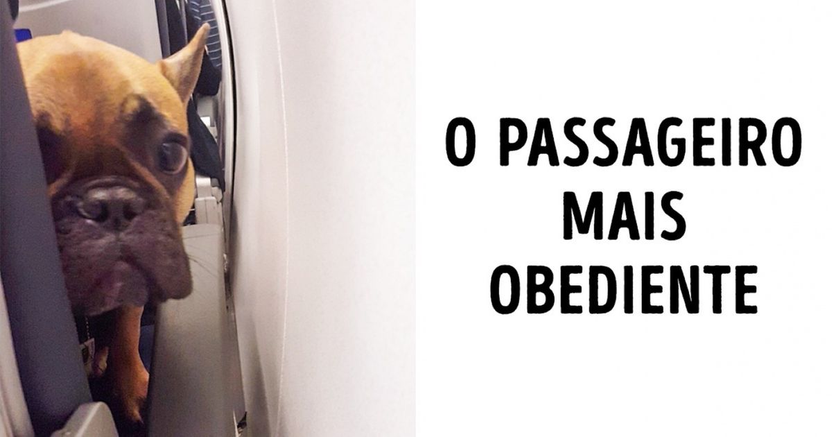 Fotos de animais que viajam como os humanos