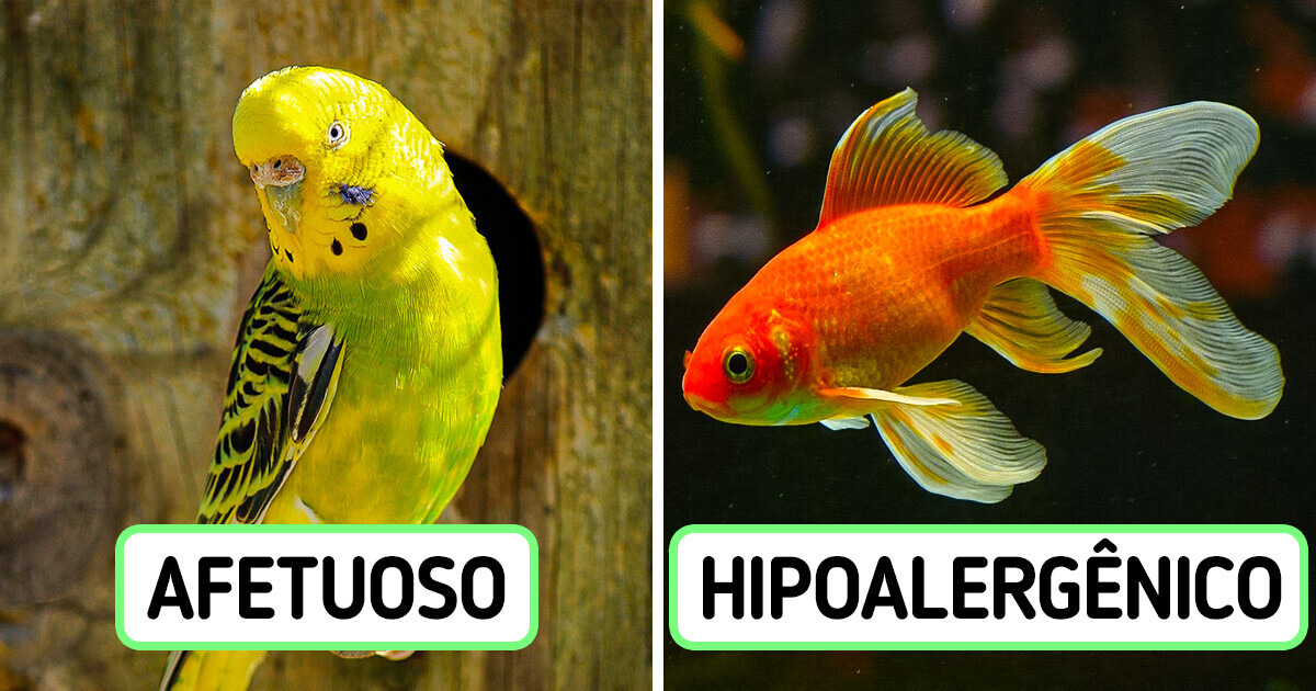 8 Animais de estimação perfeitos para serem o primeiro amigo de uma criança