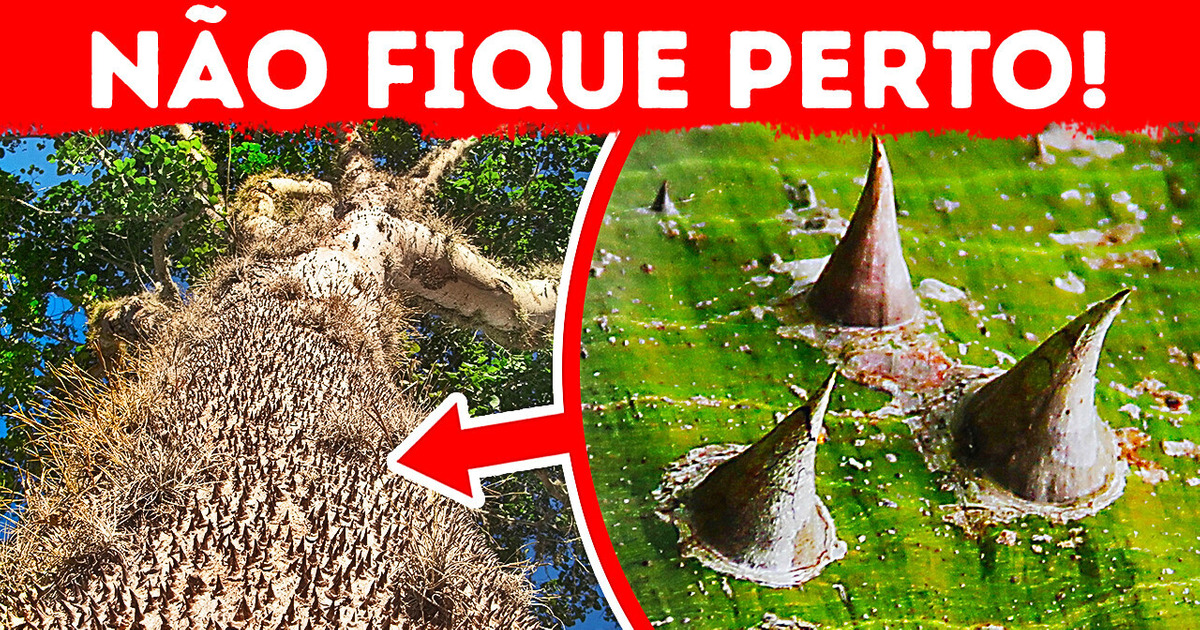 Se você vir esta árvore espinhosa, fuja imediatamente Se você vir esta árvore espinhosa, fuja imediatamente