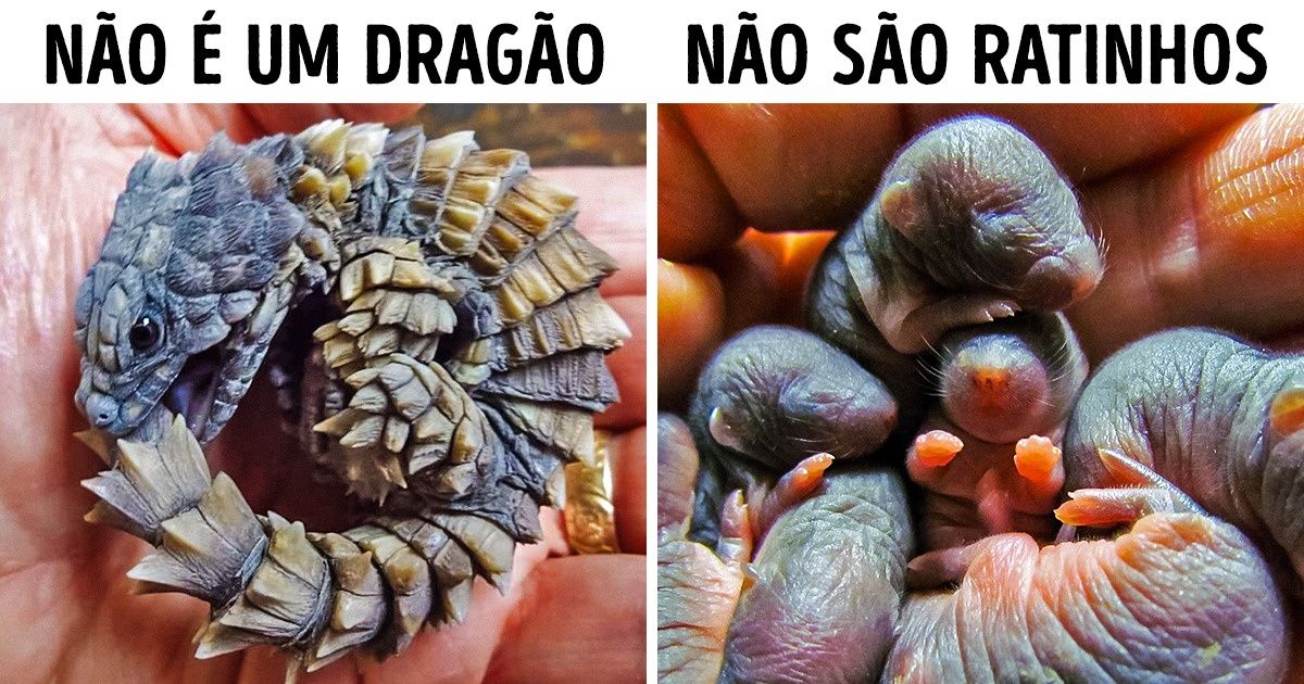 22 Filhotes de animais selvagens que nunca tínhamos visto