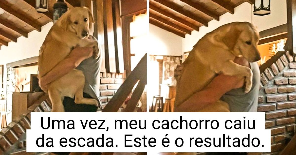 20 Vezes em que animais pareceram crianças inocentes