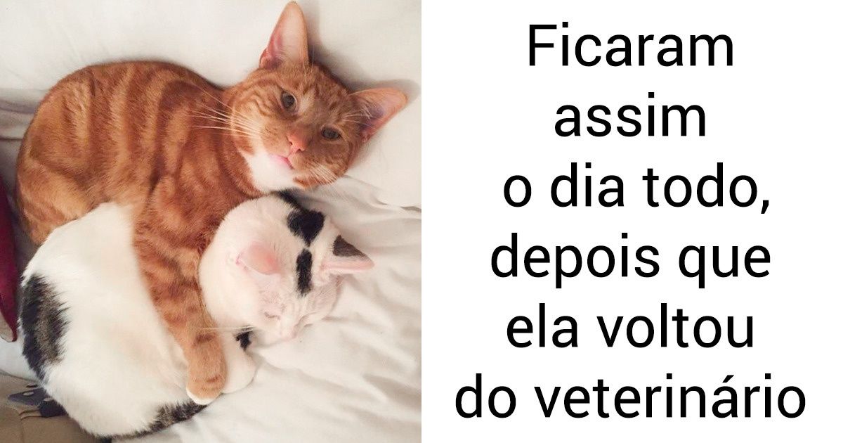 20+ Fotos que comprovam que os gatos também são grandes parceiros