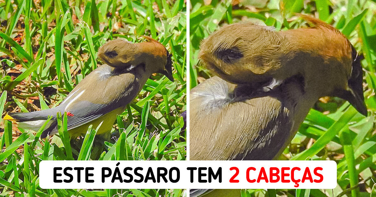 13 Vezes em que a natureza revelou seu lado mais extraordinário 13 Vezes em que a natureza revelou seu lado mais extraordinário