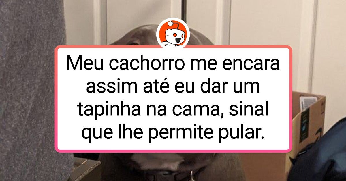 23 Cães capazes de monopolizar olhares de incredulidade e diversão com suas ações 23 Cães capazes de monopolizar olhares de incredulidade e diversão com suas ações
