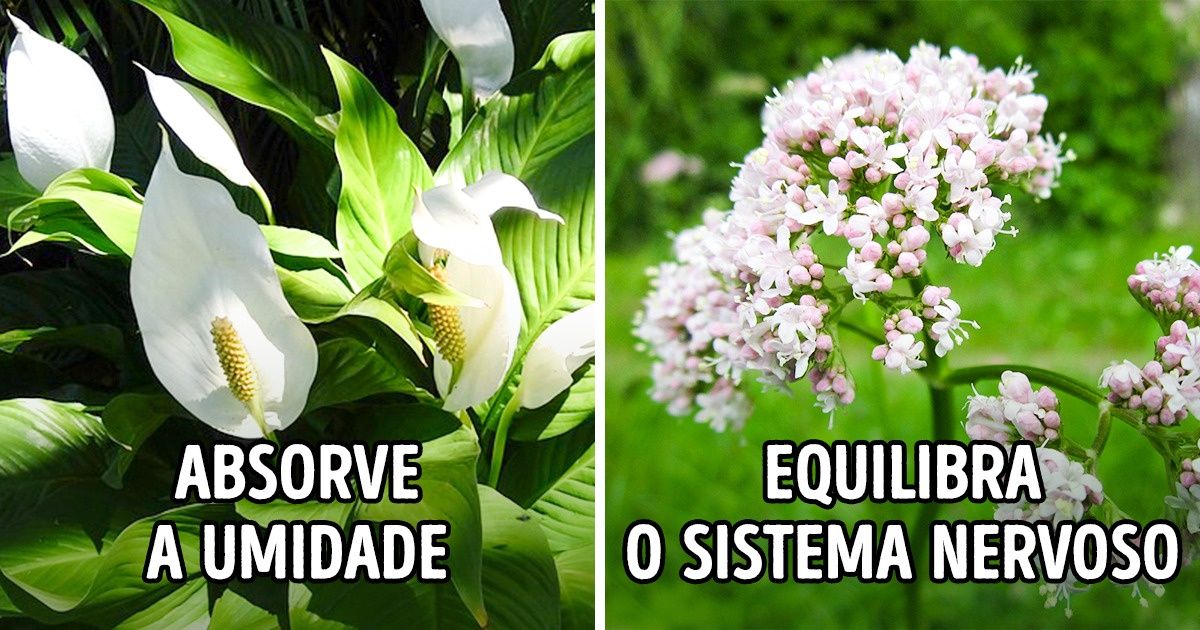 10 Plantas que, segundo estudos, diminuem a ansiedade e nos fazem dormir melhor 10 Plantas que, segundo estudos, diminuem a ansiedade e nos fazem dormir melhor