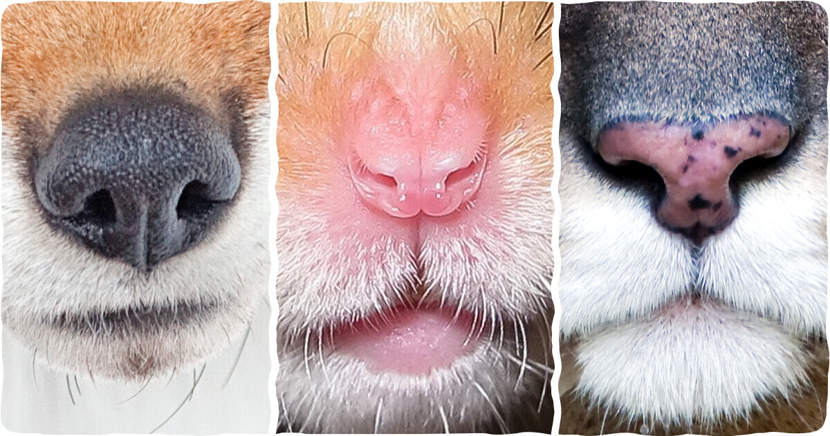 Adivinhe o dono desses 15 focinhos e prove que você domina o reino animal