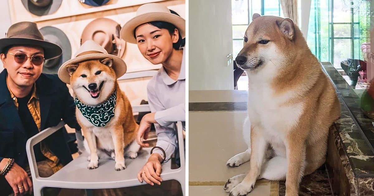 10+ Coisas que nos contou a dona de “Cheems” ou Balltze, o shiba inu que se tornou um dos memes mais famosos da Internet
