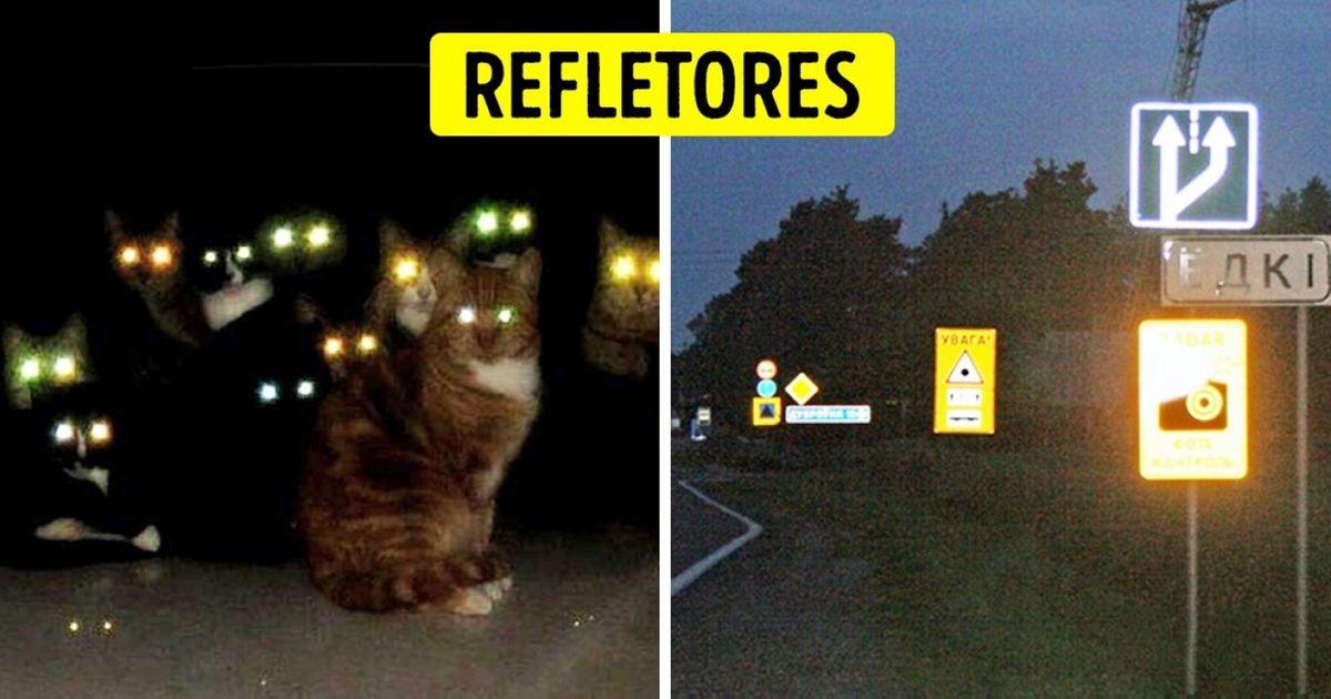 16 Invenções inspiradas nas habilidades dos animais 16 Invenções inspiradas nas habilidades dos animais