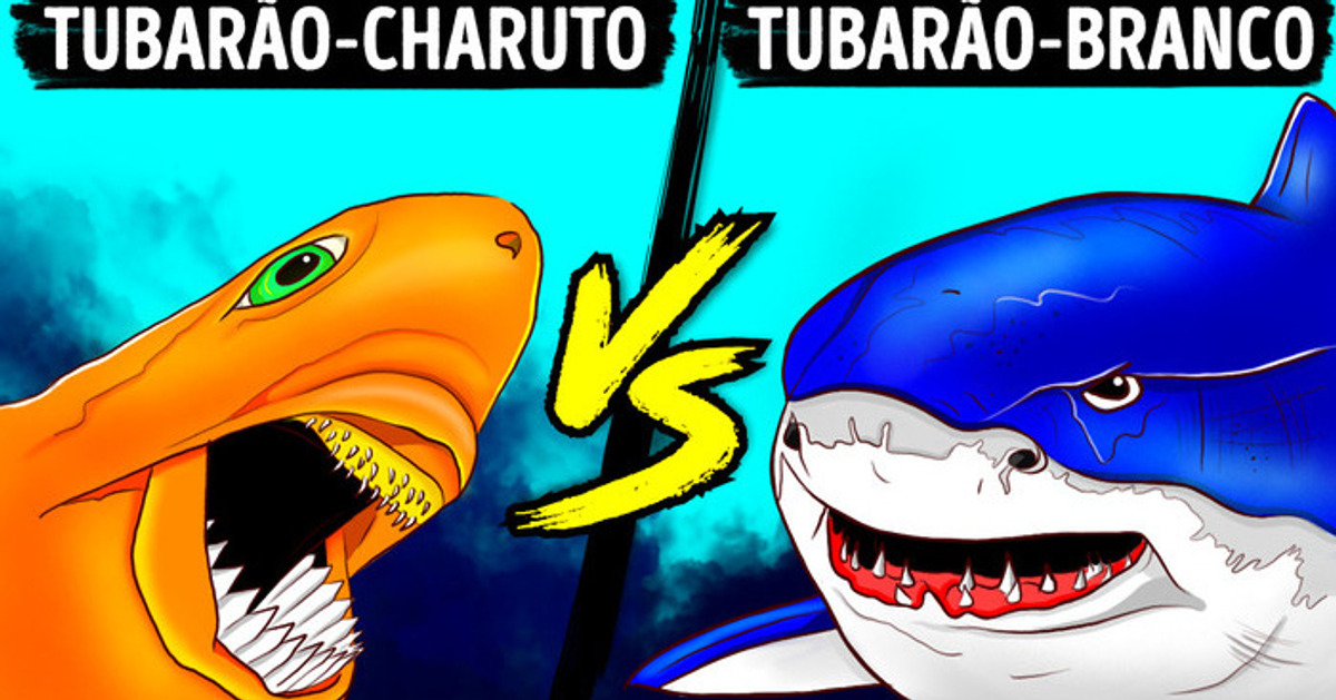 O pequeno tubarão com uma mordida assustadora e que é temido até mesmo pelo grande tubarão-branco